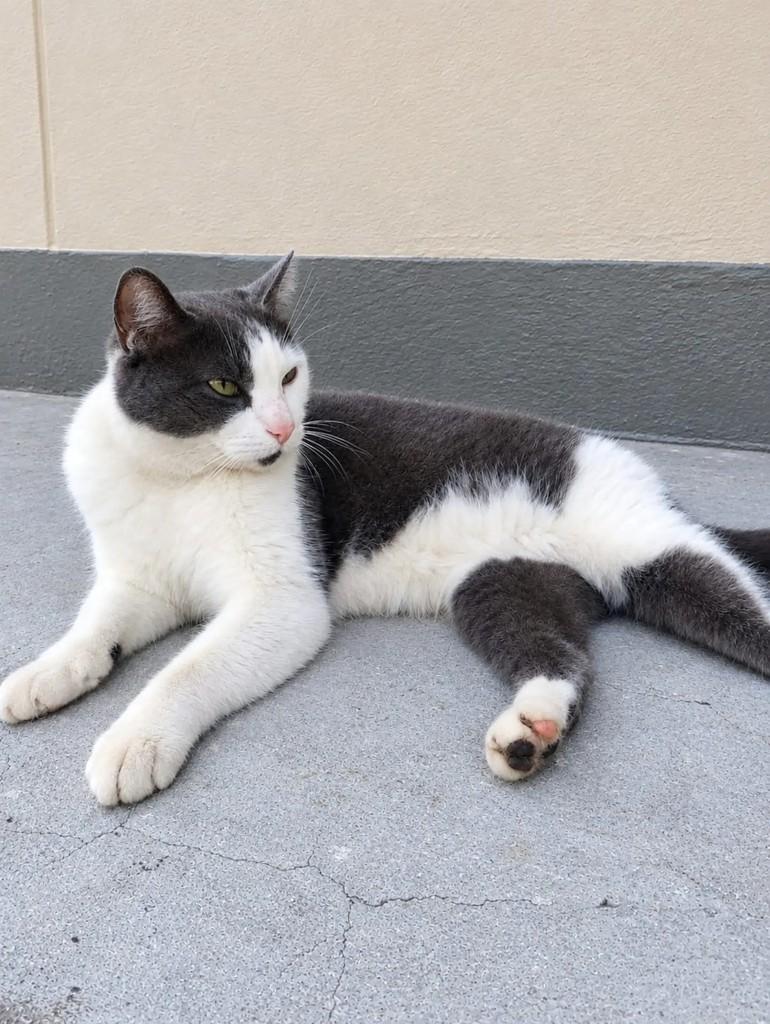 Diana, gata para adoção em São Paulo - SP