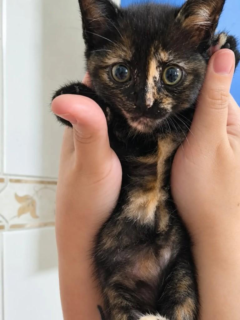 Winnie, gata para adoção em São Paulo - SP
