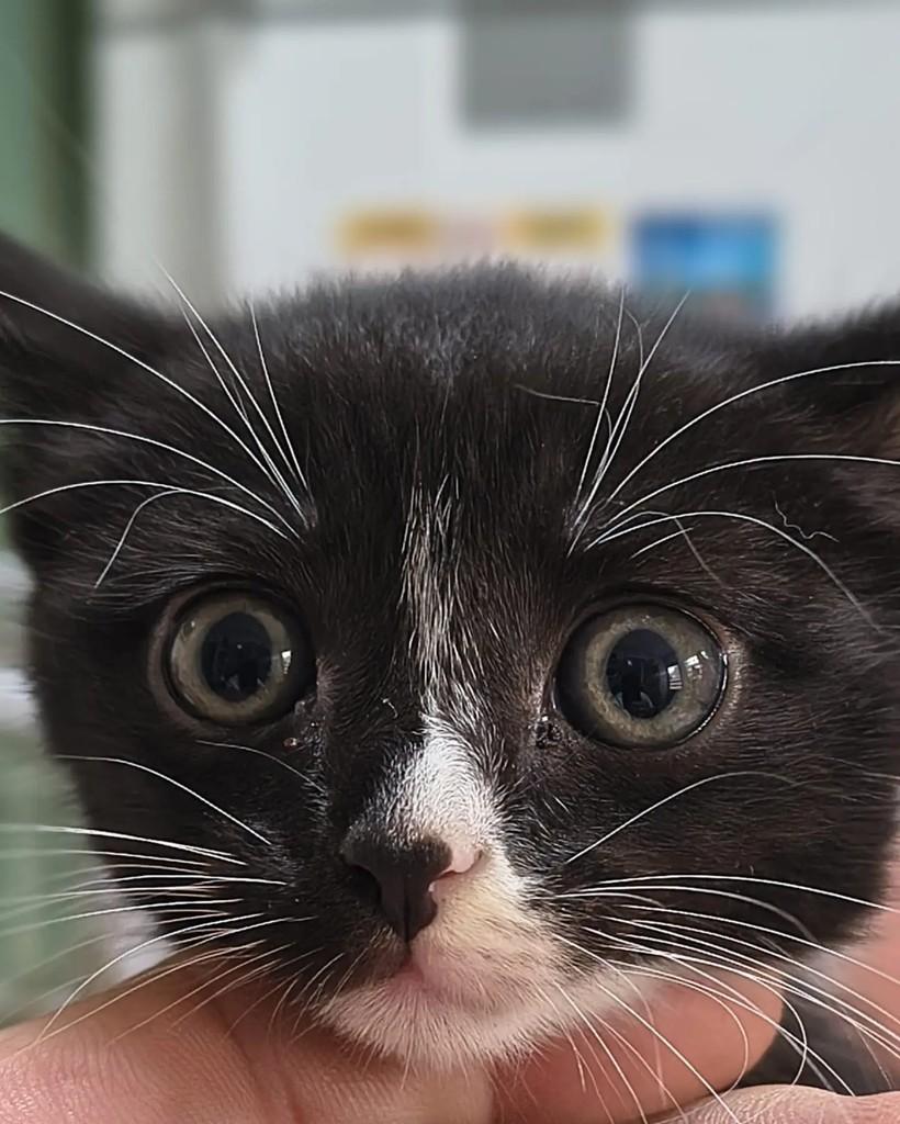 Tommy, gato de porte pequeno para adoção em São Paulo - SP