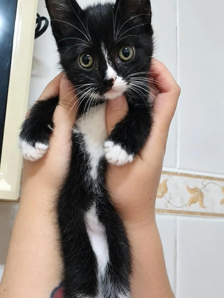 Tommy, gato de porte pequeno para adoção em São Paulo - SP — foto 2 de 2