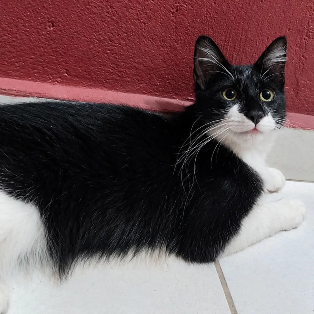 Neneco, gato de porte pequeno para adoção em São Paulo - SP