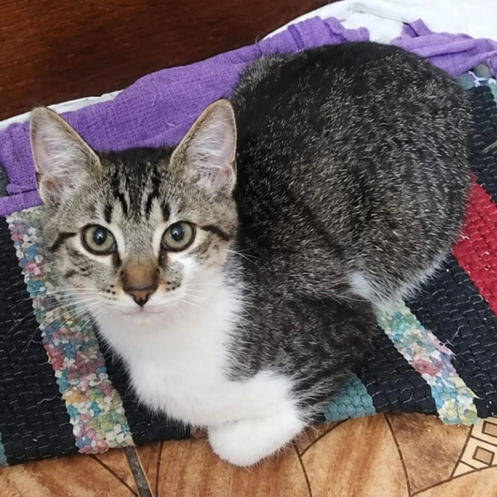 Tigrinho, gato de porte pequeno para adoção em São Paulo - SP