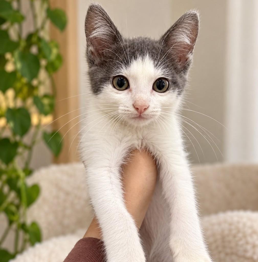 Conrado, gato de porte pequeno para adoção em São Paulo - SP