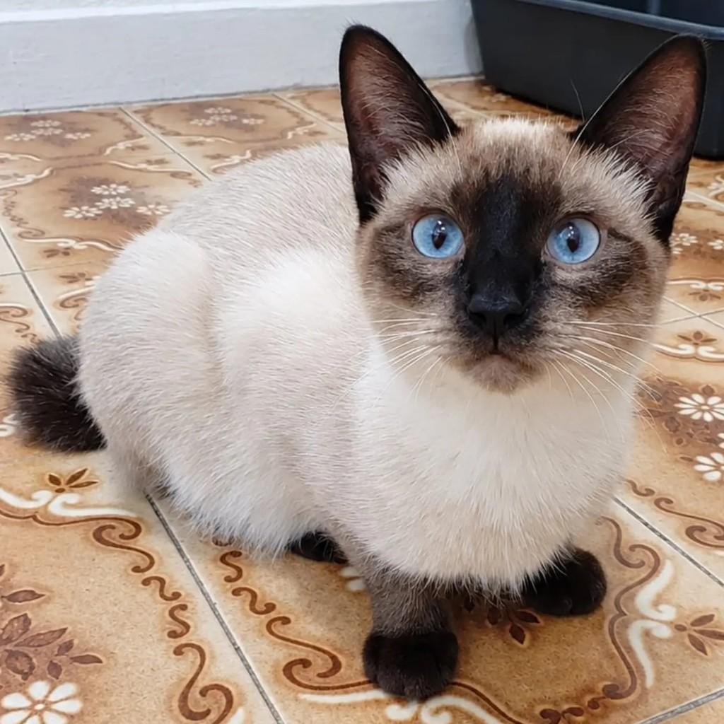 Pig, gato de porte pequeno para adoção em São Paulo - SP