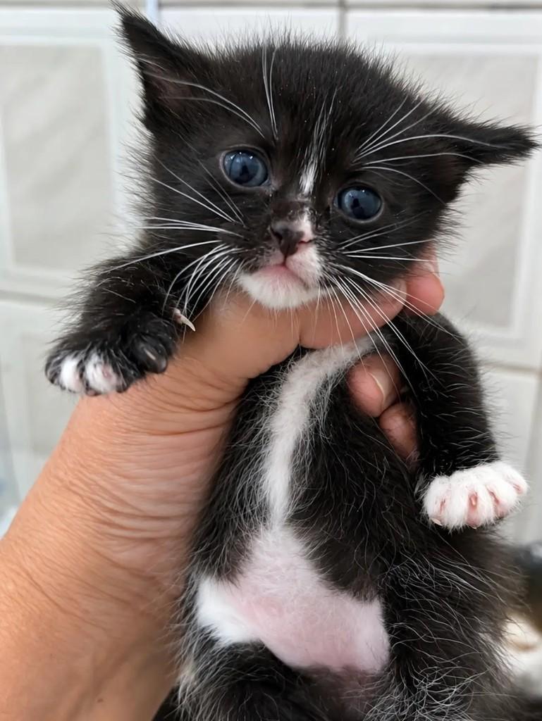 Madeline, gata de porte pequeno para adoção em São Paulo - SP