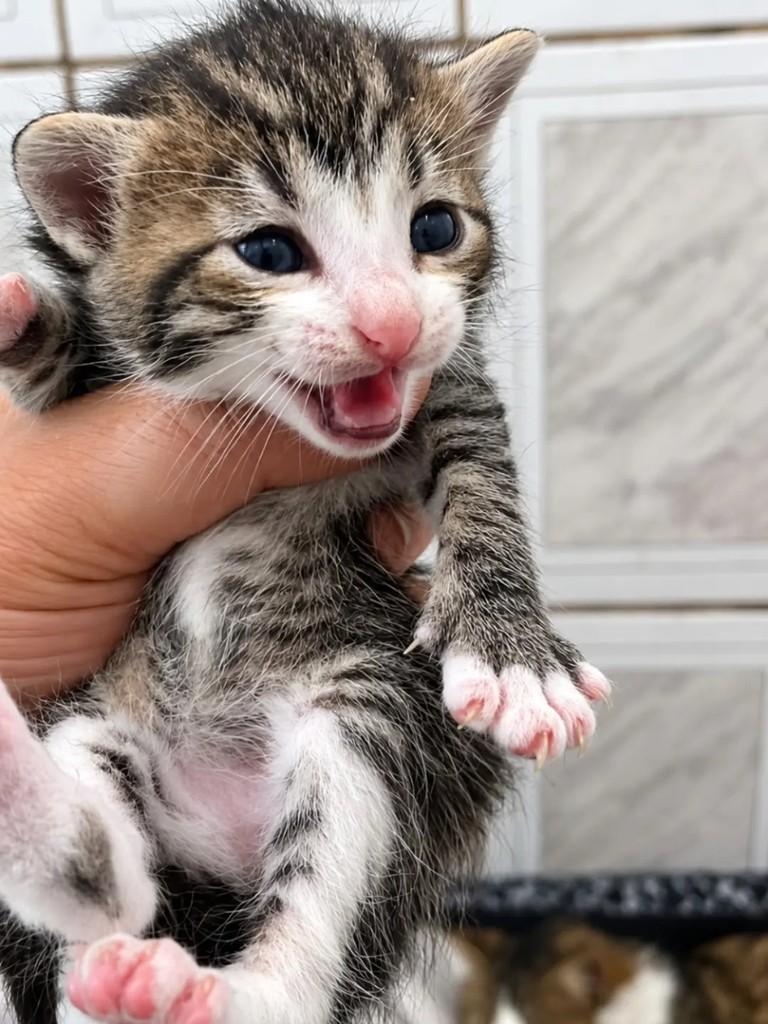 Lulu, gata de porte pequeno para adoção em São Paulo - SP