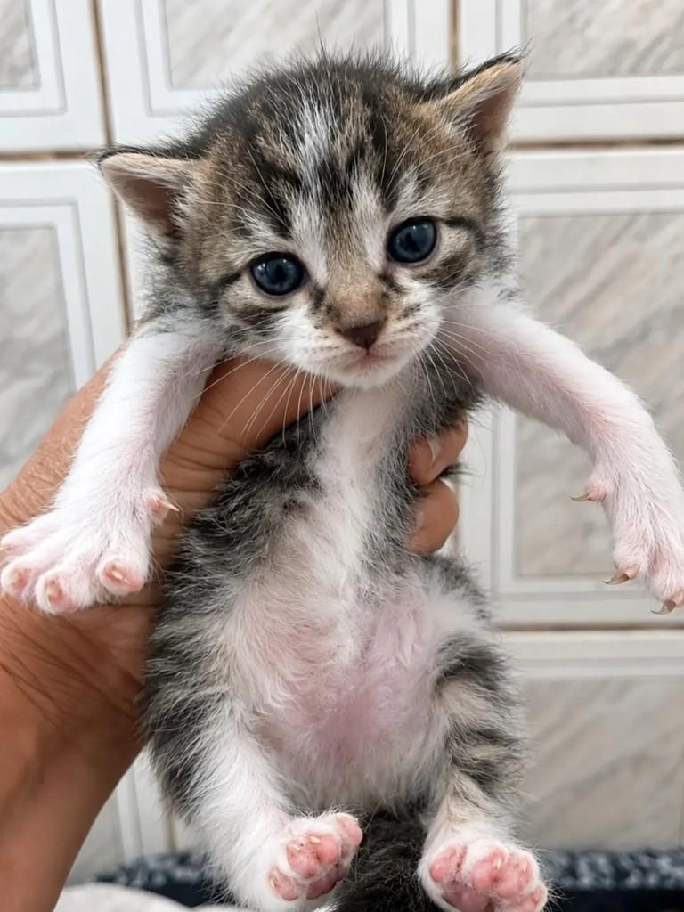 Nicole, gata para adoção em São Paulo - SP