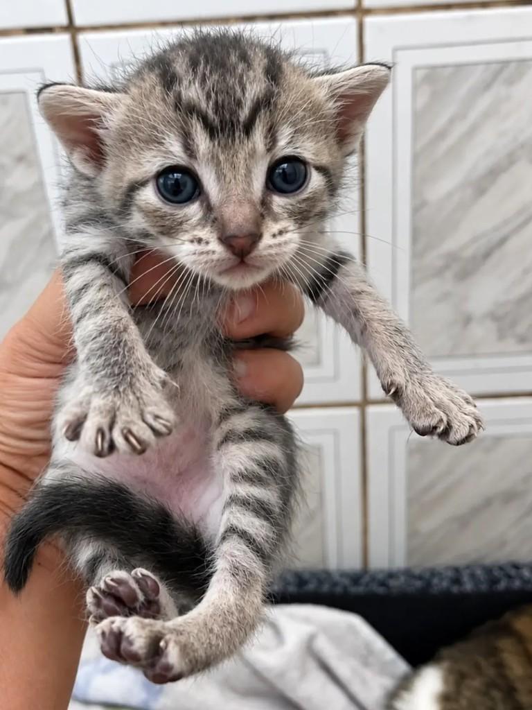Genevive, gata de porte pequeno para adoção em São Paulo - SP