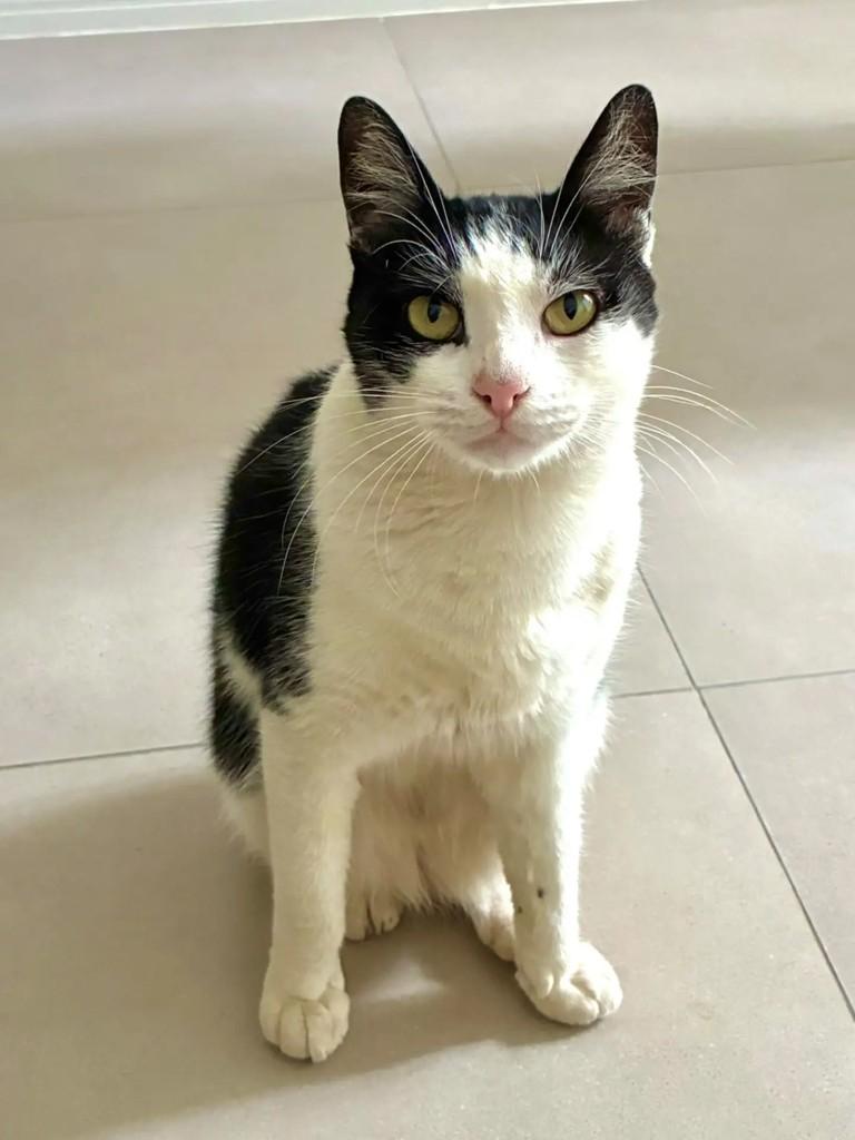 Pipoca, gato de porte médio para adoção em São Paulo - SP