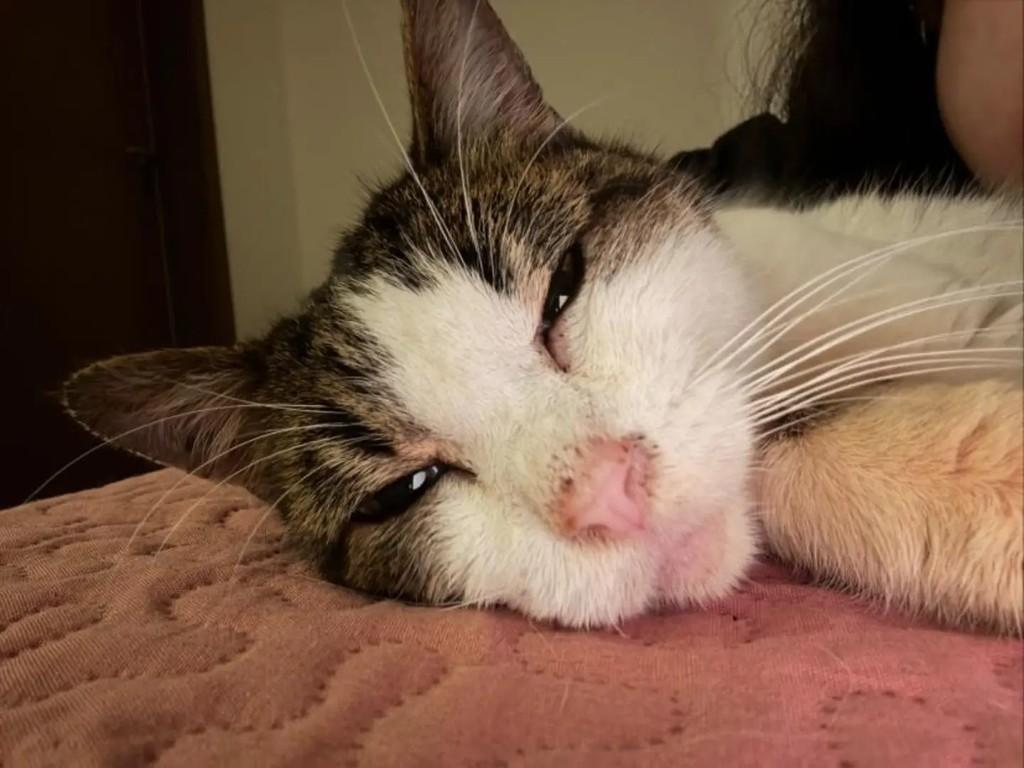 Jaci, gata de porte médio para adoção em São Paulo - SP
