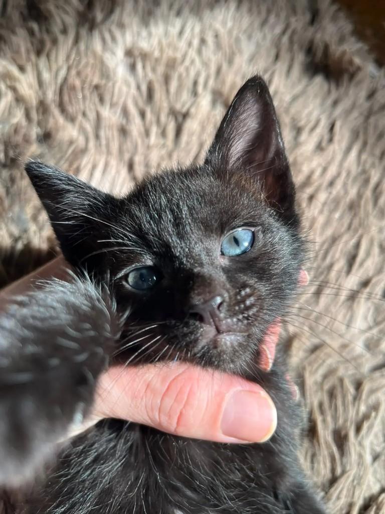 Julian, gato de porte pequeno para adoção em São Paulo - SP