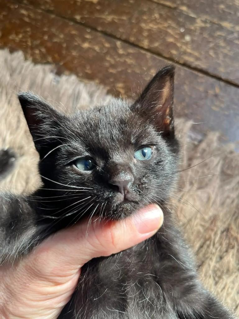 Morris, gato de porte pequeno para adoção em São Paulo - SP