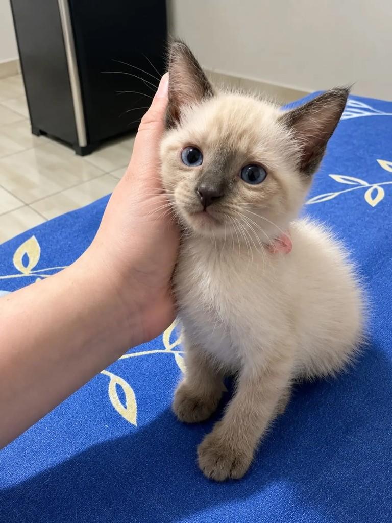 Chilli, gata de porte pequeno para adoção em São Paulo - SP