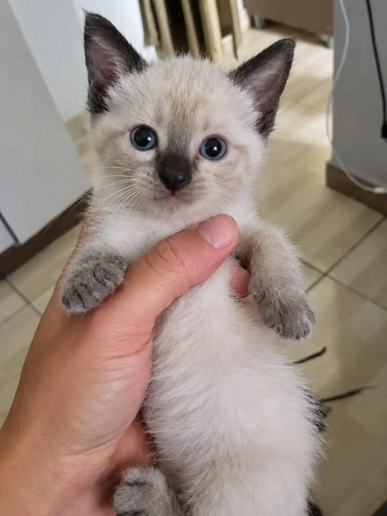 Tapioca, gata para adoção em São Paulo - SP