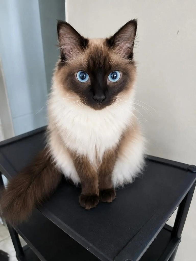 Docinho, gata de porte pequeno para adoção em São Paulo - SP