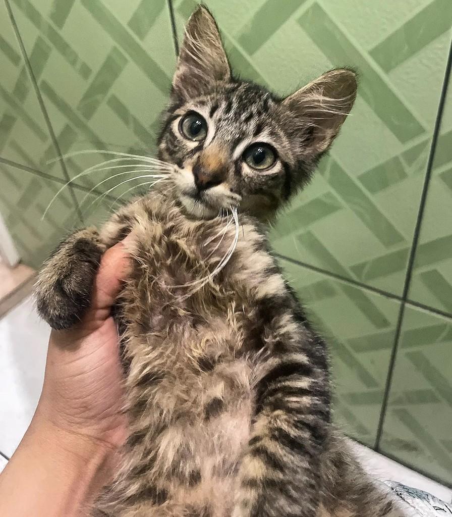 Chokito, gato de porte pequeno para adoção em São Paulo - SP