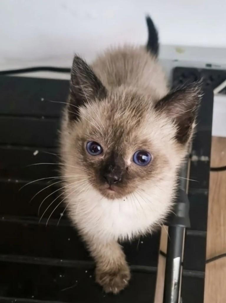 Minduim, gato para adoção em São Caetano do Sul - SP