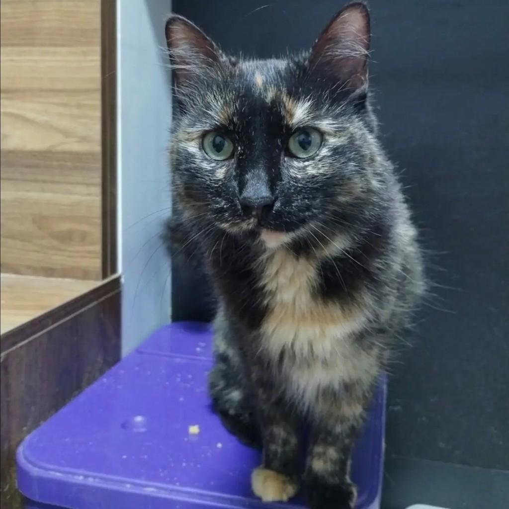 Shuri, gata de porte pequeno para adoção em São Paulo - SP