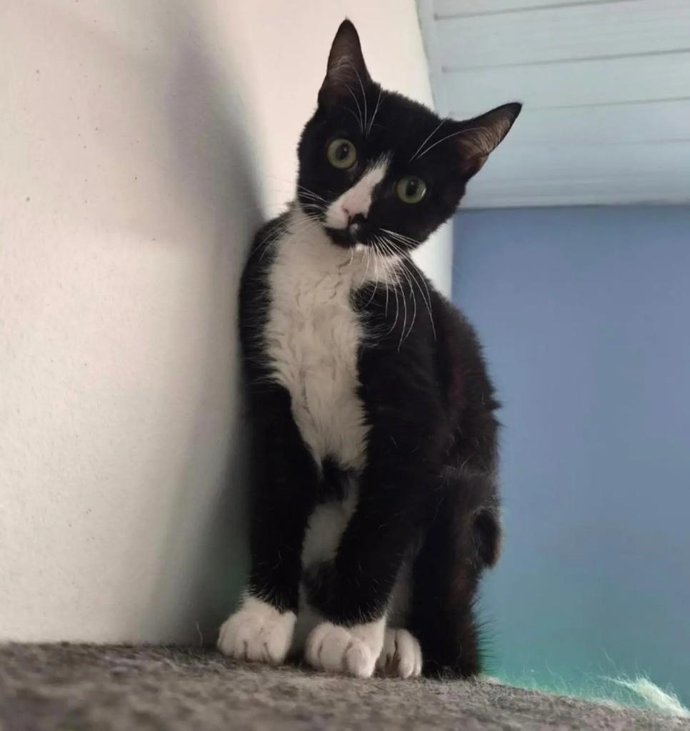 Fabi, gata para adoção em São Paulo - SP