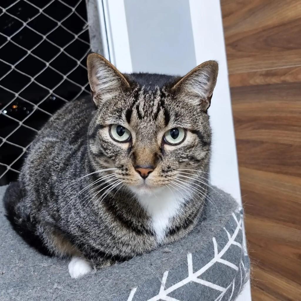 Theodor, gato de porte médio para adoção em São Paulo - SP