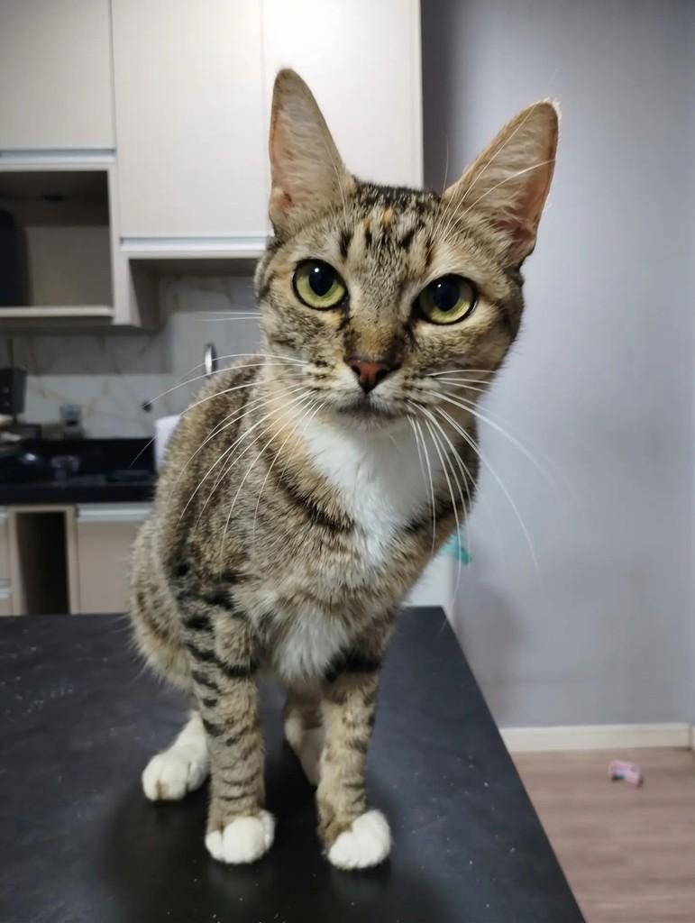 Kali, gata de porte médio para adoção em São Paulo - SP