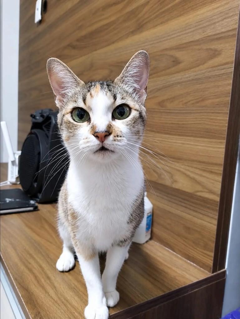 Legolas, gata de porte pequeno para adoção em São Paulo - SP