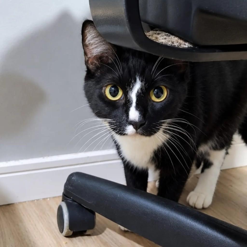 Snape, gato de porte pequeno para adoção em São Paulo - SP