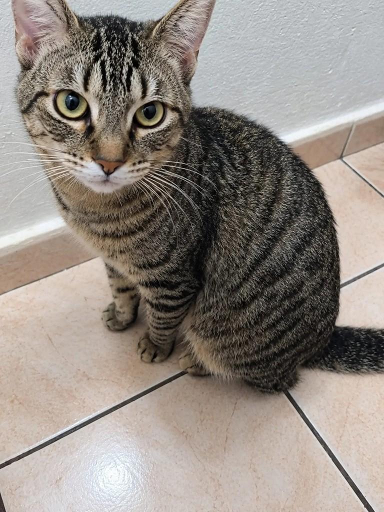 Jey, gato para adoção em São Paulo - SP