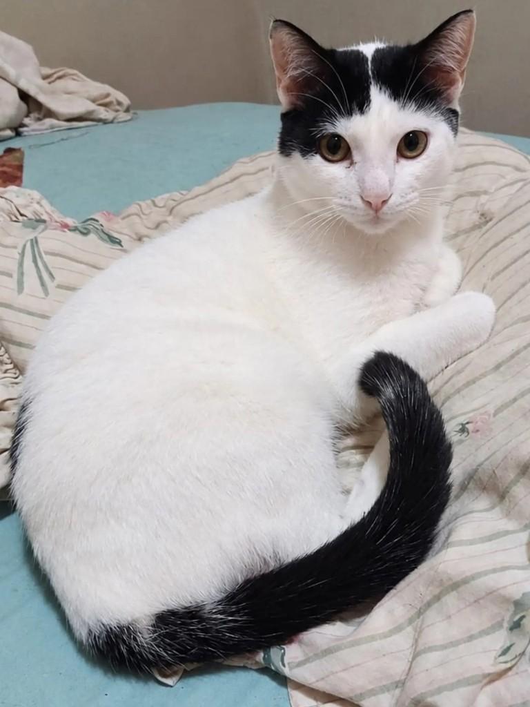 Bonno, gato de porte pequeno para adoção em São Paulo - SP