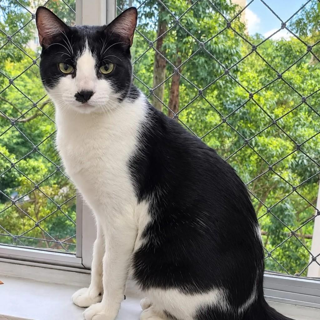 Charlie, gato de porte médio para adoção em São Paulo - SP
