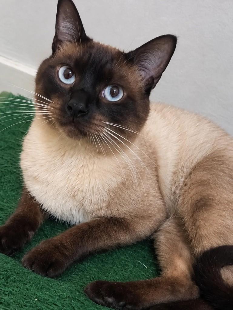 Tomas, gato de porte pequeno para adoção em São Paulo - SP