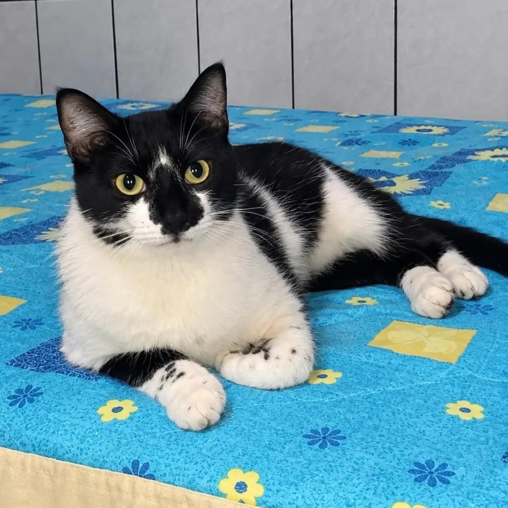 Liz, gata de porte pequeno para adoção em São Paulo - SP