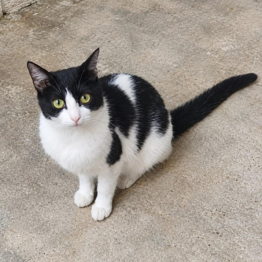Gamora, gata de porte médio para adoção em Santo André - SP