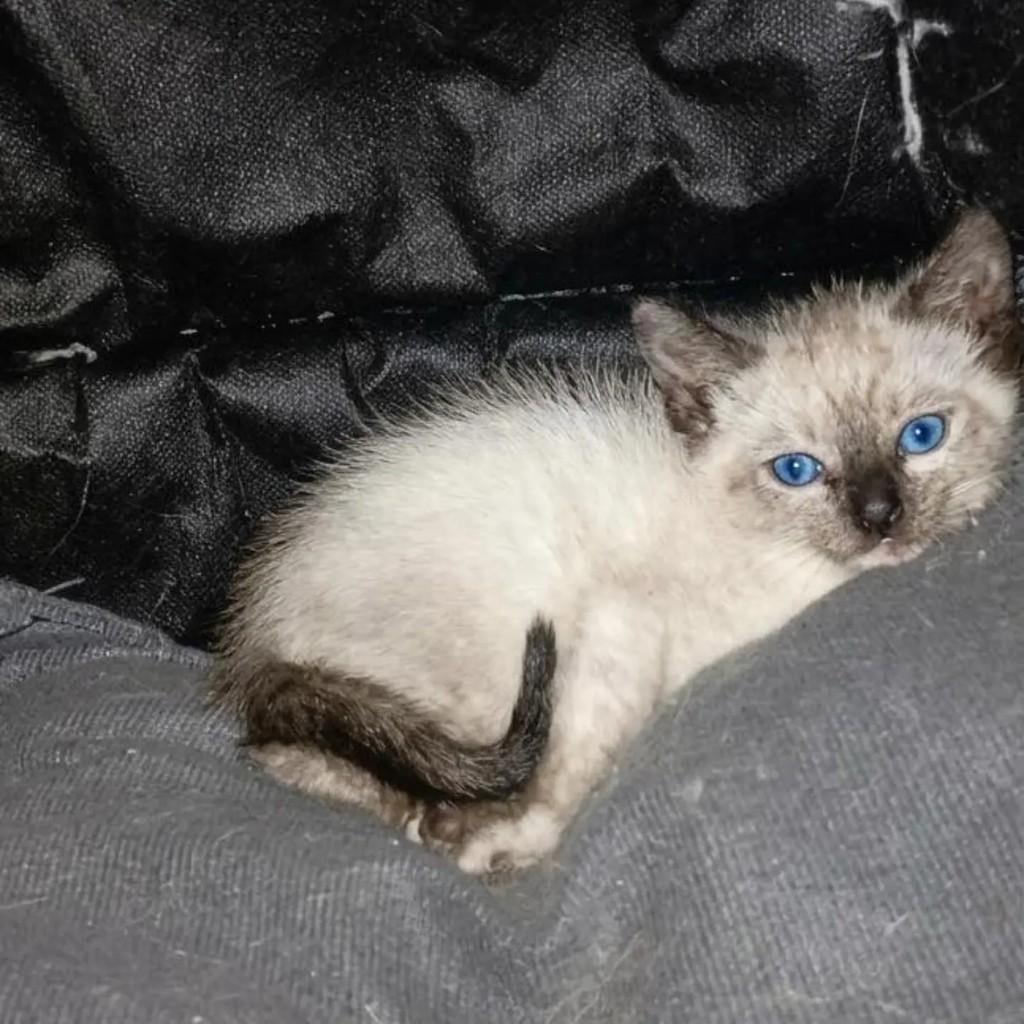 Pipoquinha, gata de porte pequeno para adoção em Tremembé - SP