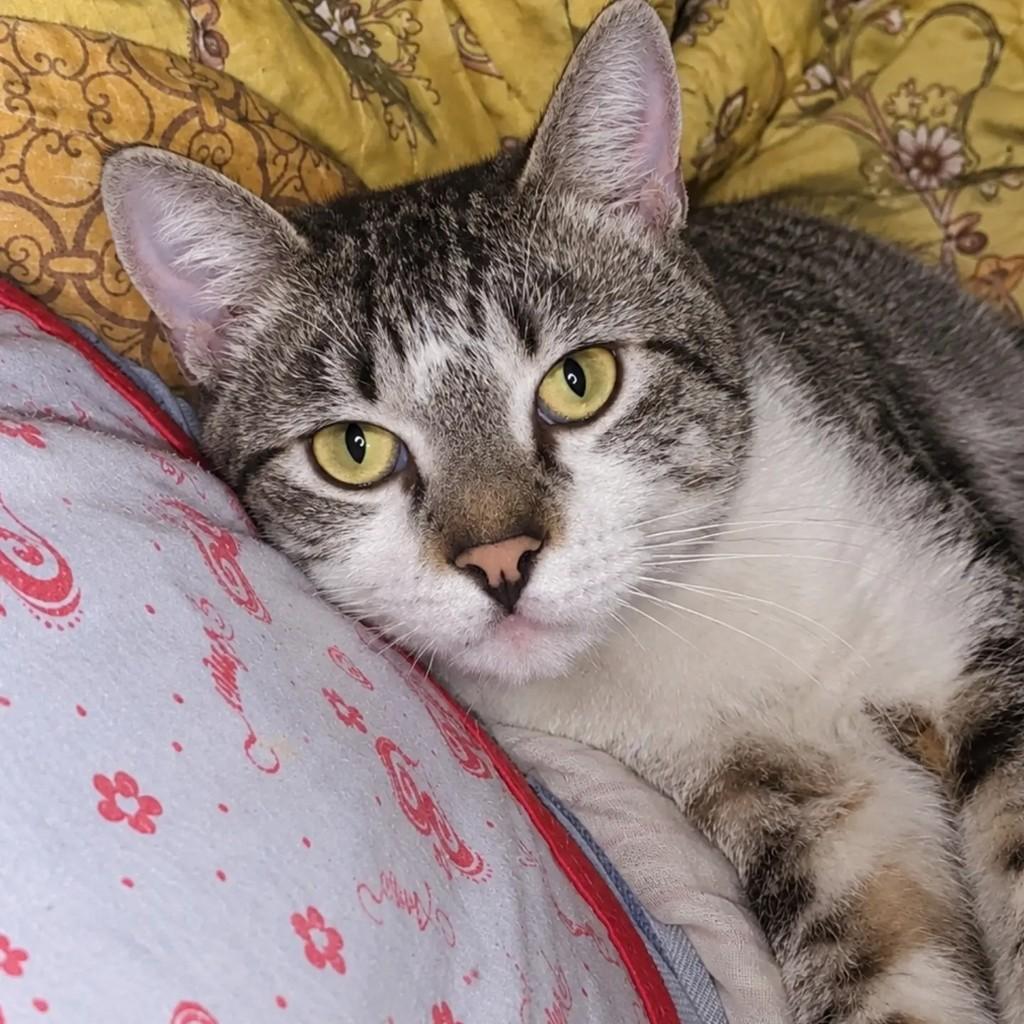Leon, gato de porte médio para adoção em São Paulo - SP