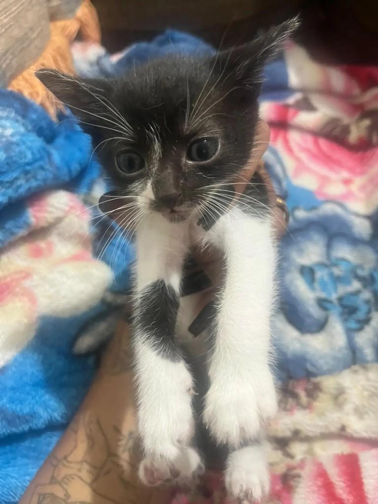 Guga, gato de porte pequeno para adoção em São Paulo - SP