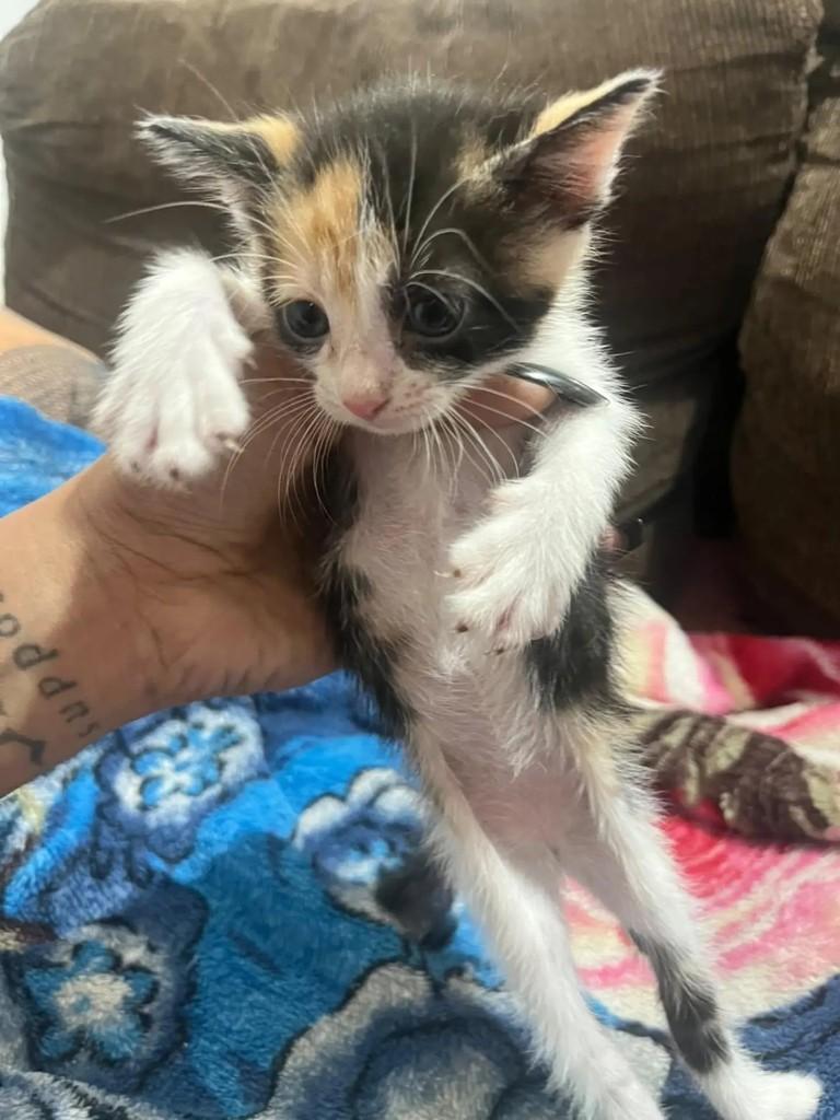 Monique, gata de porte pequeno para adoção em São Paulo - SP