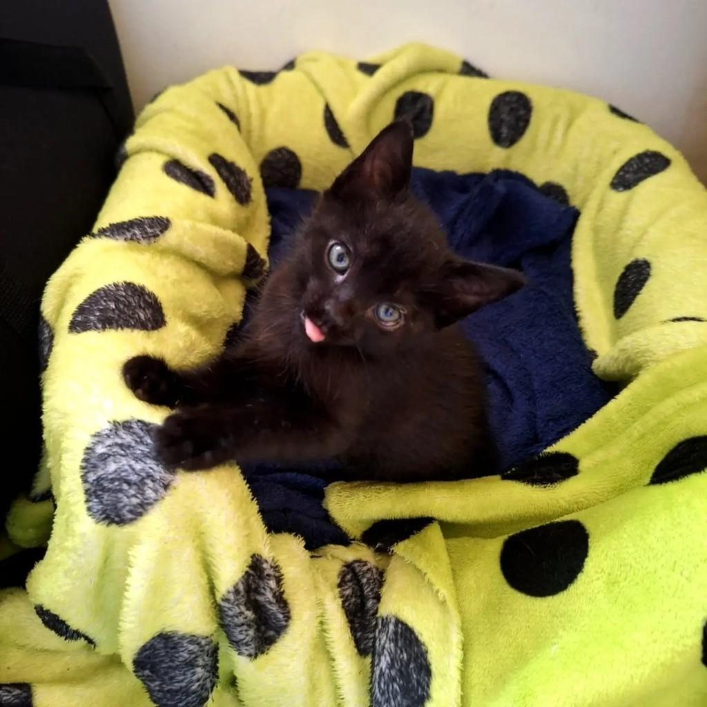 Tônico, gato de porte pequeno para adoção em São Paulo - SP
