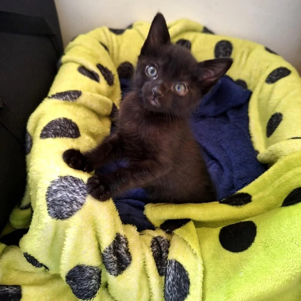 Tônico, gato de porte pequeno para adoção em São Paulo - SP — foto 2 de 4