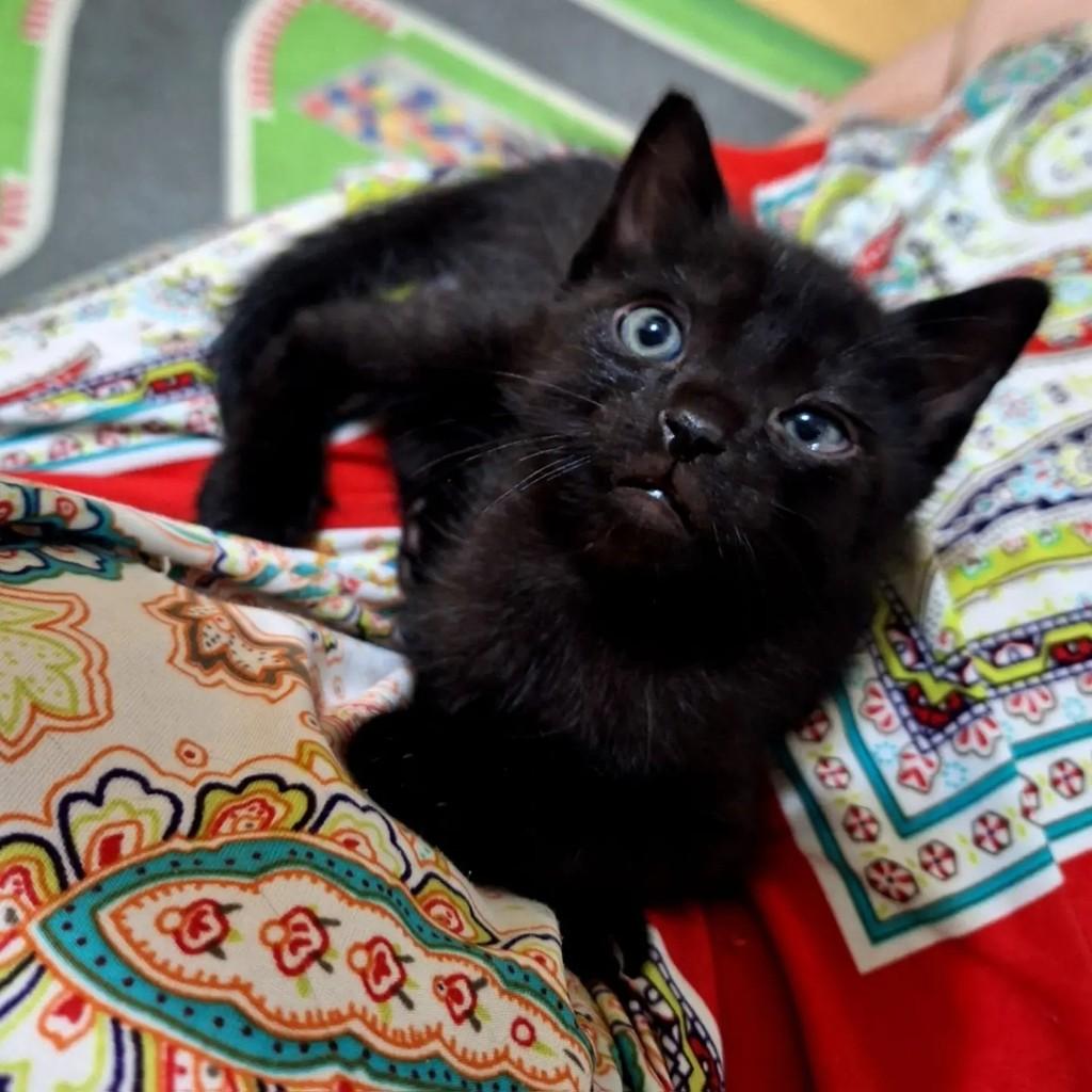 Tônico, gato de porte pequeno para adoção em São Paulo - SP — foto 3 de 4