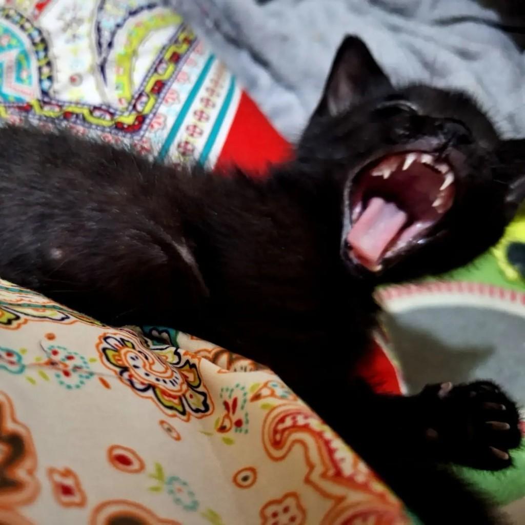 Tônico, gato de porte pequeno para adoção em São Paulo - SP — foto 4 de 4