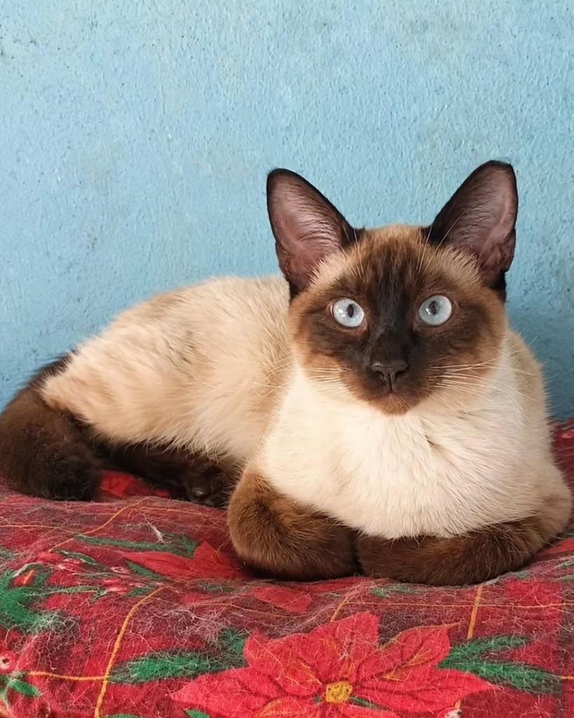 Romeu, gato de porte médio para adoção em São Paulo - SP