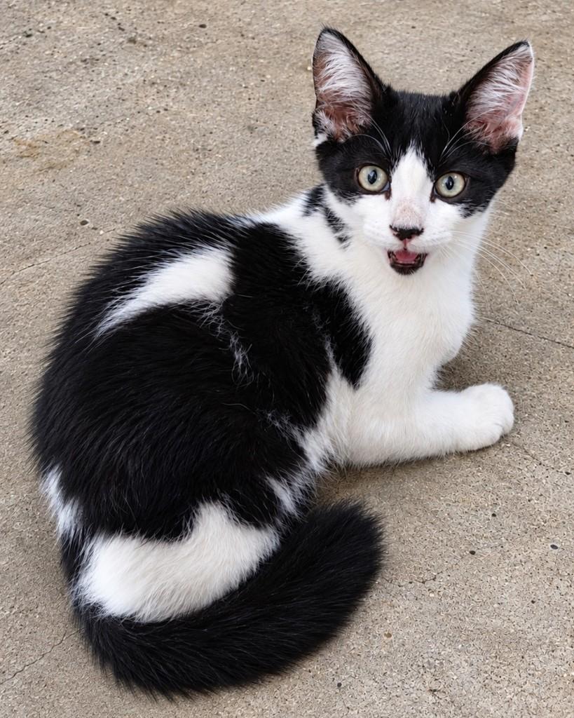 Russo, gato de porte pequeno para adoção em São Paulo - SP