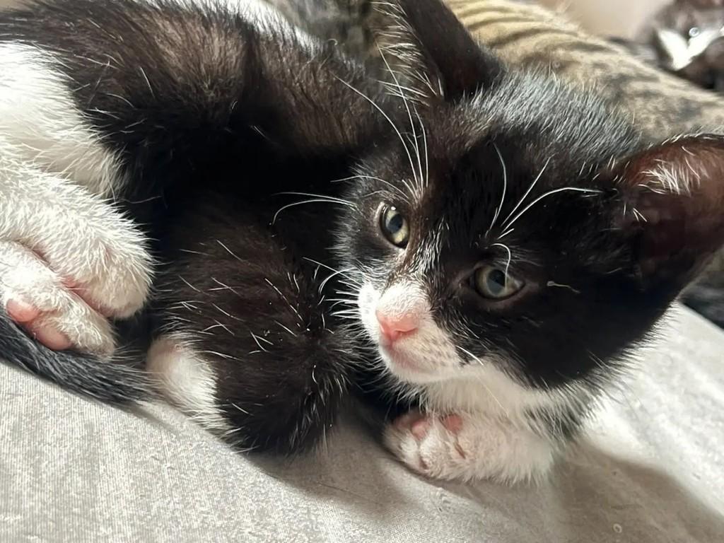 Pandinha, gata de porte médio para adoção em São Paulo - SP