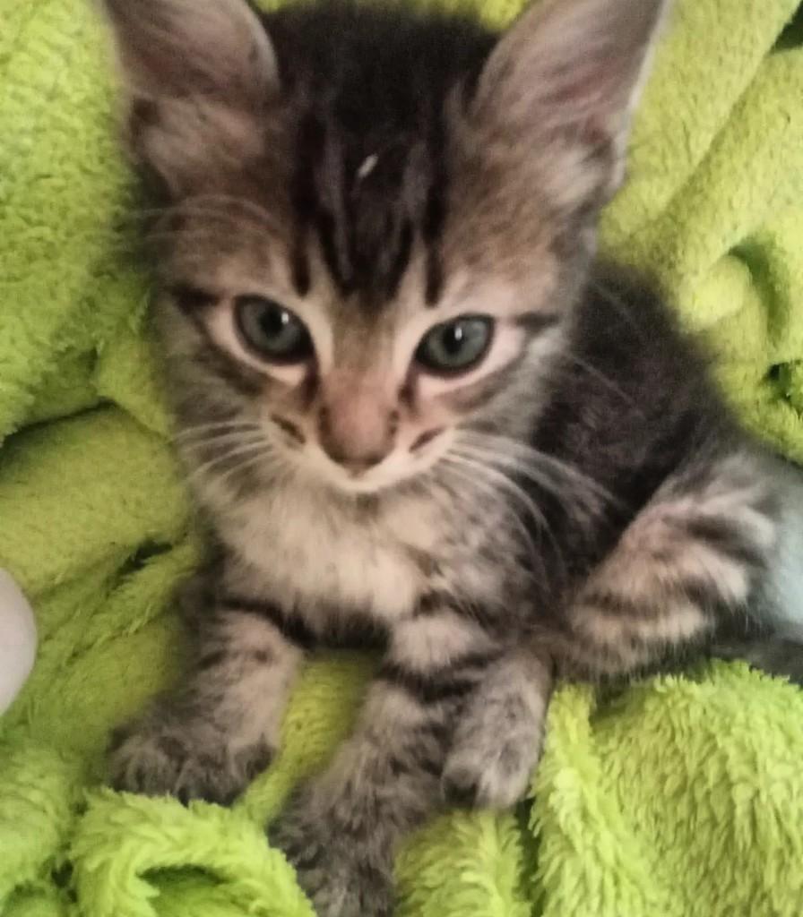 Pimpolho, gato de porte pequeno para adoção em São Paulo - SP
