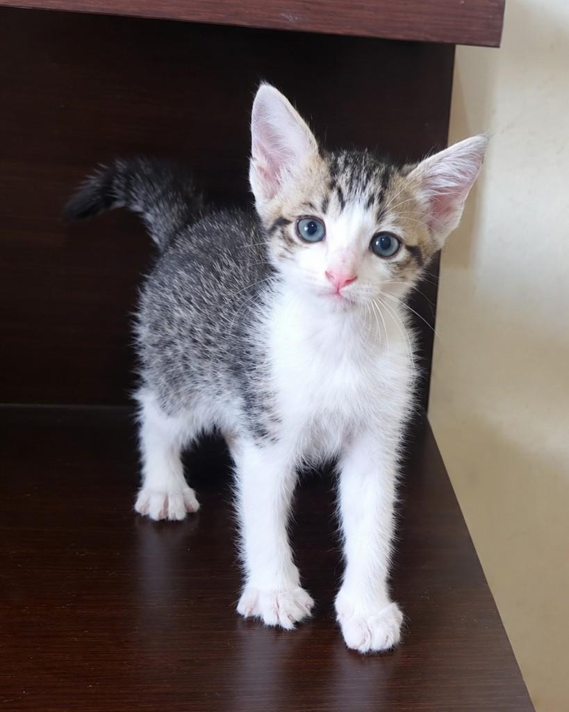 Teco, gato de porte pequeno para adoção em São Paulo - SP