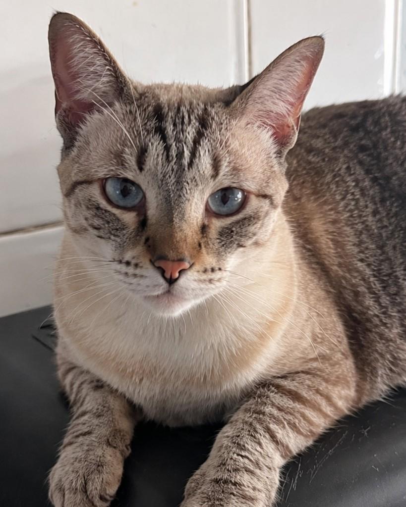 Frida, gata de porte médio para adoção em São Paulo - SP