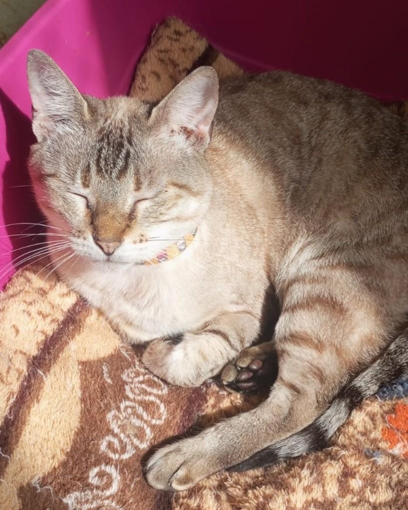 Kiki, gata de porte médio para adoção em São Paulo - SP
