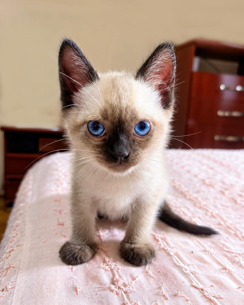 Mila, gata de porte pequeno para adoção em São Paulo - SP