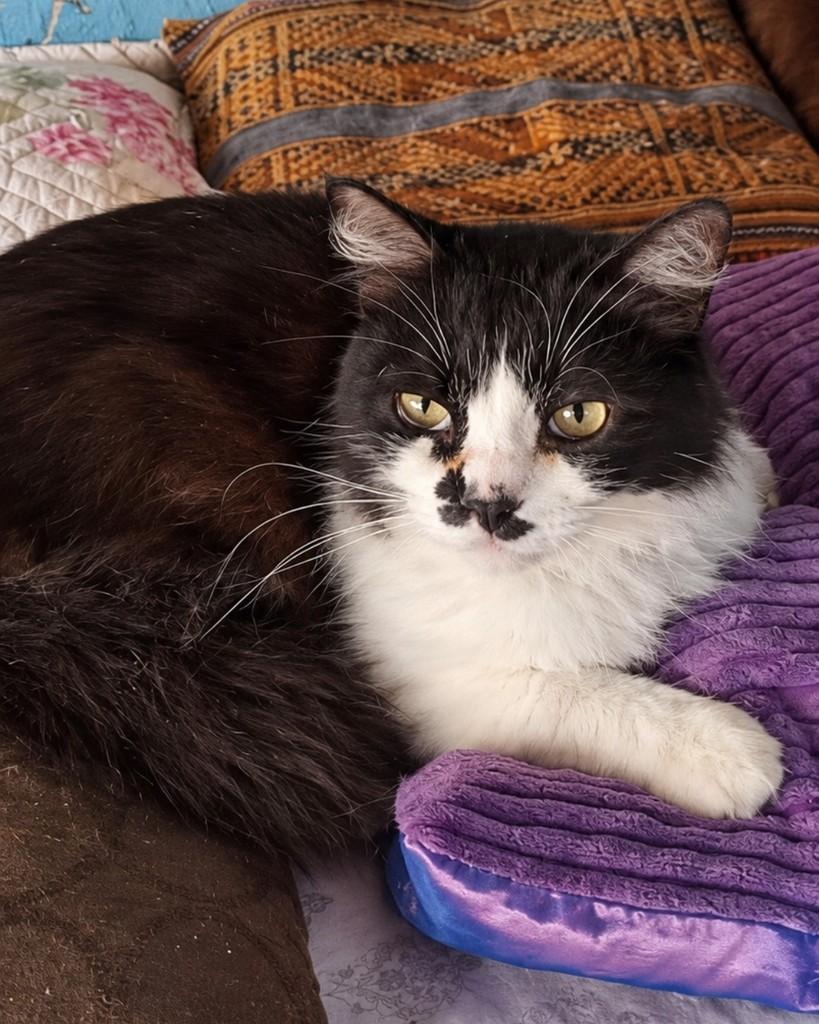 Chico, gato de porte médio para adoção em São Paulo - SP
